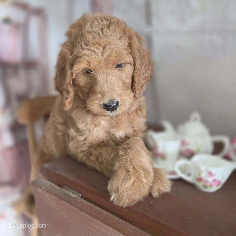 Peaches  – Goldendoodle puppy for sale in Liberty Center, OH