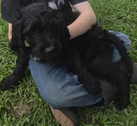 Thyme , a male Goldendoodle for sale in Liberty Center, OH – 3 of 3
