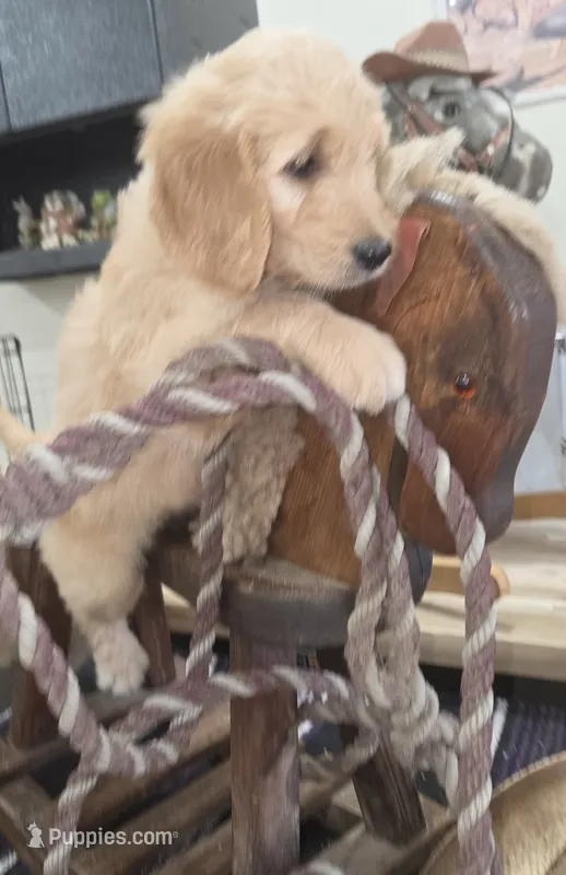 Daisy  – Goldendoodle puppy for sale in Liberty Center, OH