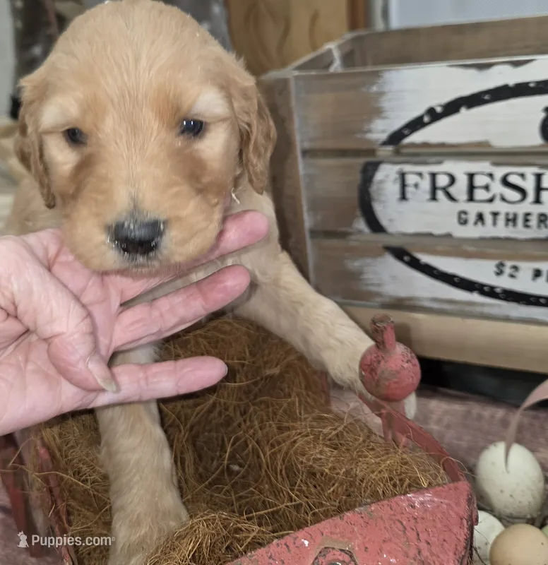 Daisy  – Goldendoodle puppy for sale in Liberty Center, OH