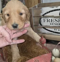 Daisy , a female Goldendoodle for sale in Liberty Center, OH – 1 of 4