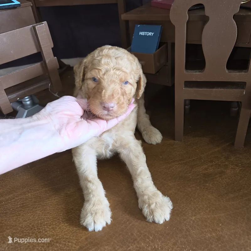 Butterfingers  – Goldendoodle puppy for sale in Liberty Center, OH