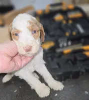 Murtagh , a male Poodle - Multi-Colored Standard for sale in Liberty Center, OH – 2 of 3