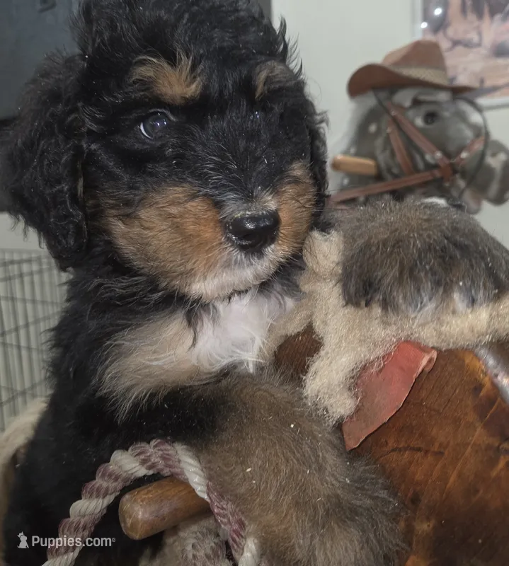Thunder  – Aussiedoodle puppy for sale in Liberty Center, OH