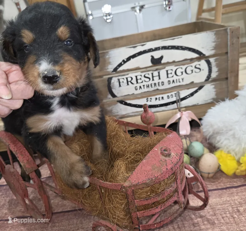 Windy  – Aussiedoodle puppy for sale in Liberty Center, OH