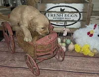 Daisy , a female Goldendoodle for sale in Liberty Center, OH – 4 of 4