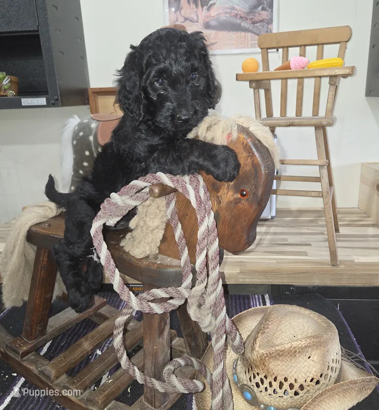 Dill – Goldendoodle puppy for sale in Liberty Center, OH