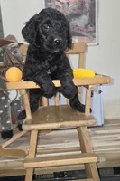 Chive, a male Goldendoodle for sale in Liberty Center, OH – 2 of 4