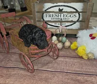 Ajihad , a male Poodle - Multi-Colored Standard for sale in Liberty Center, OH – 4 of 4