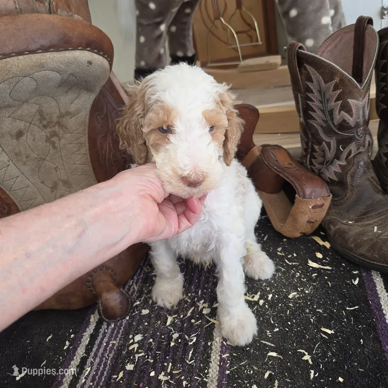 Galbatorix  – Poodle - Multi-Colored Standard puppy for sale in Liberty Center, OH