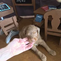 Brownie , a female Goldendoodle for sale in Liberty Center, OH – 4 of 6