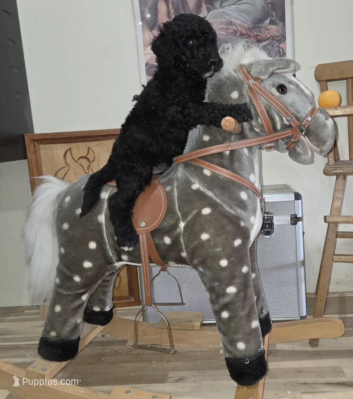 Ajihad  – Poodle - Multi-Colored Standard puppy for sale in Liberty Center, OH