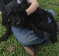 Thyme , a male Goldendoodle for sale in Liberty Center, OH – 2 of 3