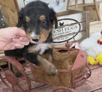 Windy , a male Aussiedoodle for sale in Liberty Center, OH – 2 of 6