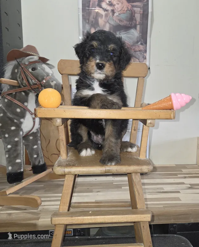 Thunder  – Aussiedoodle puppy for sale in Liberty Center, OH
