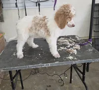 Odin , a male Poodle - Multi-Colored Standard for sale in Liberty Center, OH – 3 of 4