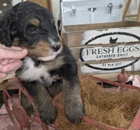 Thunder , a male Aussiedoodle for sale in Liberty Center, OH – 2 of 5