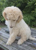 Roran , a male Poodle - Standard  for sale in Liberty Center, OH – 3 of 8