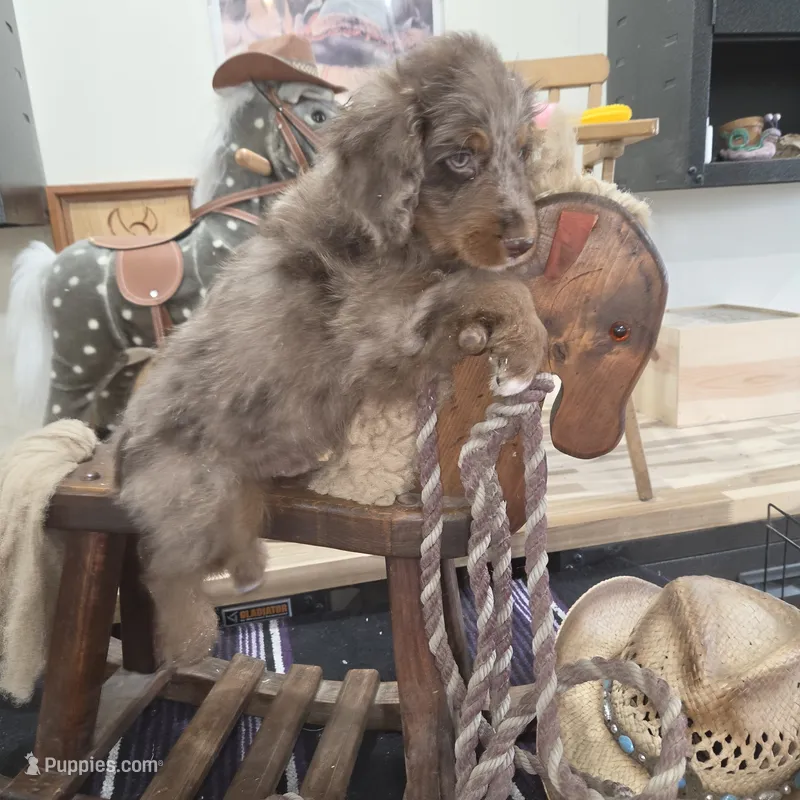 Stormy  – Aussiedoodle puppy for sale in Liberty Center, OH