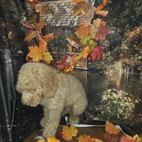 Butterfingers , a male Goldendoodle for sale in Liberty Center, OH – 5 of 8