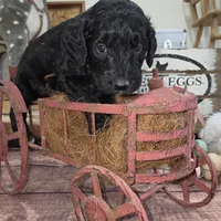 Sage , a male Goldendoodle for sale in Liberty Center, OH – 3 of 6