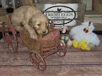 Daisy , a female Goldendoodle for sale in Liberty Center, OH – 3 of 4