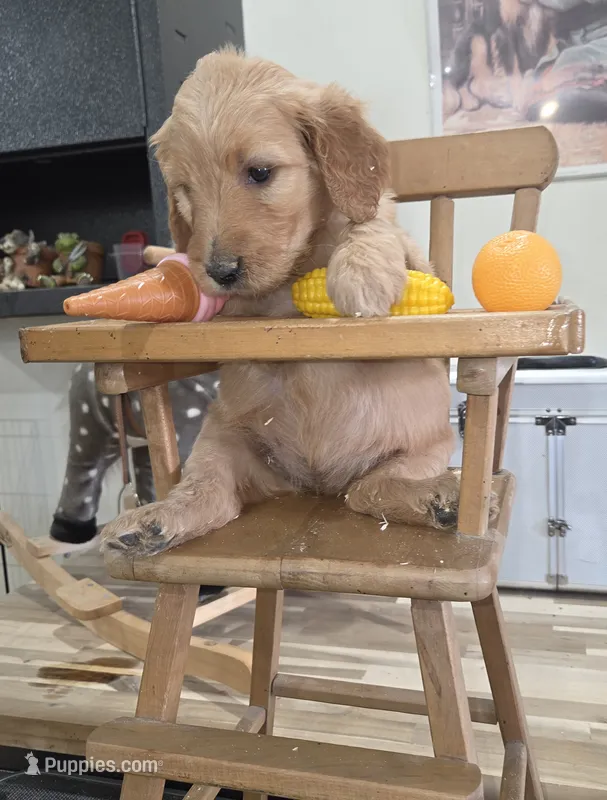 Daisy  – Goldendoodle puppy for sale in Liberty Center, OH