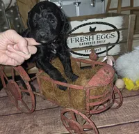 Thyme , a male Goldendoodle for sale in Liberty Center, OH – 2 of 5