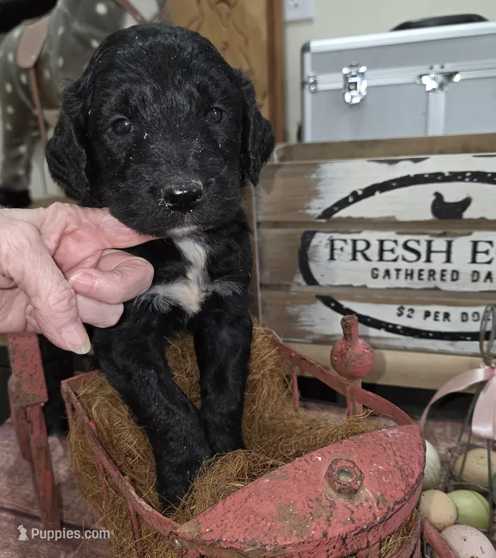 Sage  – Goldendoodle puppy for sale in Liberty Center, OH