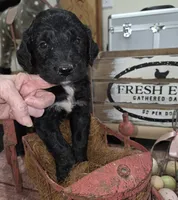 Sage , a male Goldendoodle for sale in Liberty Center, OH – 1 of 6