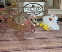 Eragon , a male Poodle - Multi-Colored Standard for sale in Liberty Center, OH – 6 of 6