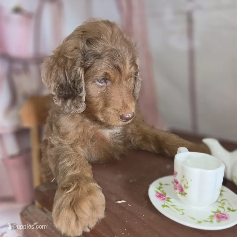 Brownie  – Goldendoodle puppy for sale in Liberty Center, OH