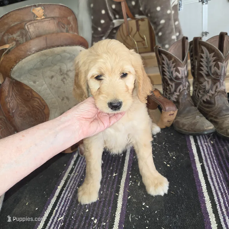 Sunflower  – Goldendoodle puppy for sale in Liberty Center, OH