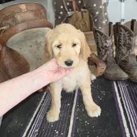 Sunflower , a female Goldendoodle for sale in Liberty Center, OH – 1 of 6
