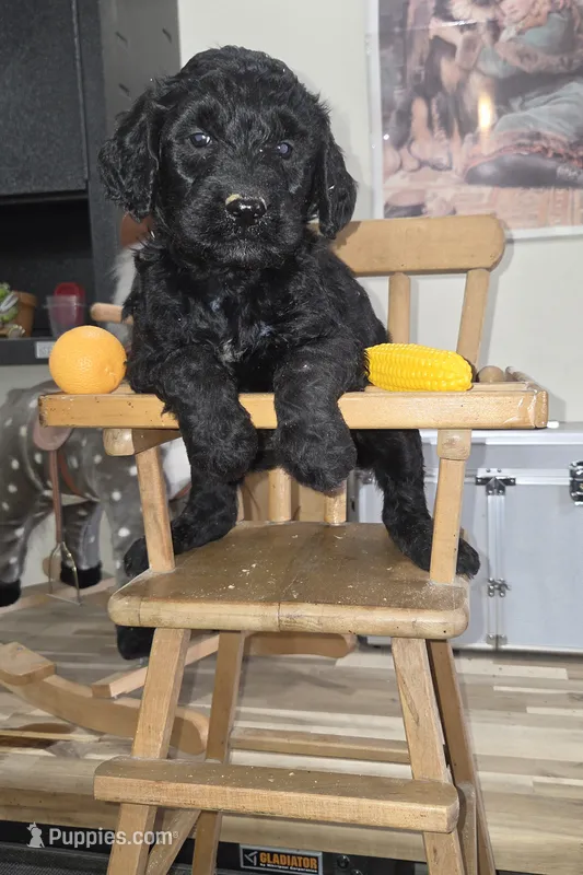 Chive – Goldendoodle puppy for sale in Liberty Center, OH