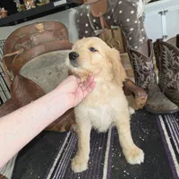 Sunflower , a female Goldendoodle for sale in Liberty Center, OH – 6 of 6