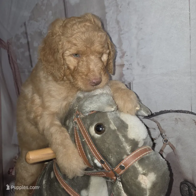 Butterfingers  – Goldendoodle puppy for sale in Liberty Center, OH