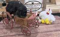 Thunder , a male Aussiedoodle for sale in Liberty Center, OH – 5 of 5