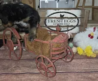 Thunder , a male Aussiedoodle for sale in Liberty Center, OH – 3 of 5