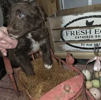 Lightning , a male Aussiedoodle for sale in Liberty Center, OH – 2 of 5