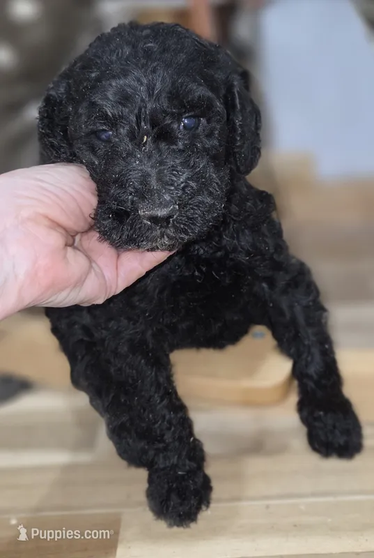 Nasuada  – Poodle - Multi-Colored Standard puppy for sale in Liberty Center, OH