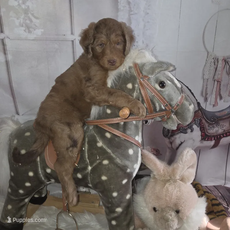 Brownie  – Goldendoodle puppy for sale in Liberty Center, OH