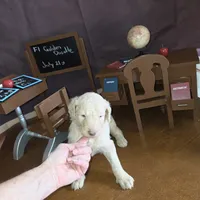 Praline , a female Goldendoodle for sale in Liberty Center, OH – 5 of 5