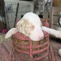 Galbatorix , a male Poodle - Multi-Colored Standard for sale in Liberty Center, OH – 3 of 4