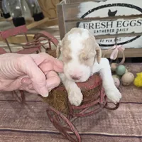 Orik, a male Poodle - Multi-Colored Standard for sale in Liberty Center, OH – 4 of 5