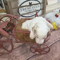 Galbatorix , a male Poodle - Multi-Colored Standard for sale in Liberty Center, OH – 4 of 4