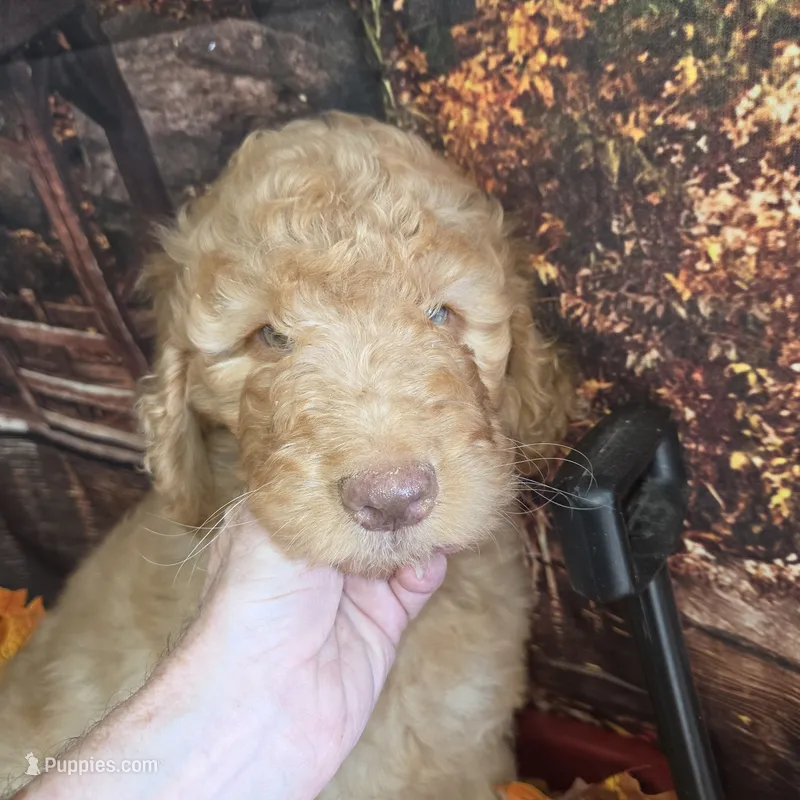 Butterfingers  – Goldendoodle puppy for sale in Liberty Center, OH