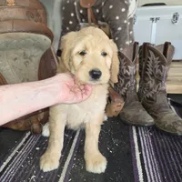 Sunflower , a female Goldendoodle for sale in Liberty Center, OH – 3 of 6