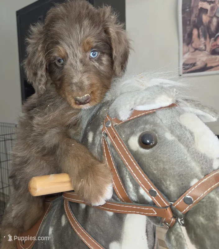 Stormy  – Aussiedoodle puppy for sale in Liberty Center, OH
