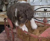 Twister , a male Aussiedoodle for sale in Liberty Center, OH – 5 of 6
